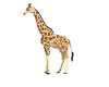 giraffe2.png